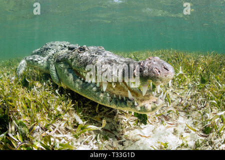 Crocodile, Crocodylus acutus, Banco Chinchorro, mer des Caraïbes, Mexique Banque D'Images