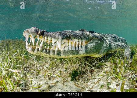 Crocodile, Crocodylus acutus, Banco Chinchorro, mer des Caraïbes, Mexique Banque D'Images