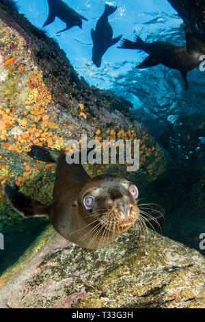 Lion de mer de Californie, Zalophus californianus, La Paz, Baja California Sur, Mexique Banque D'Images