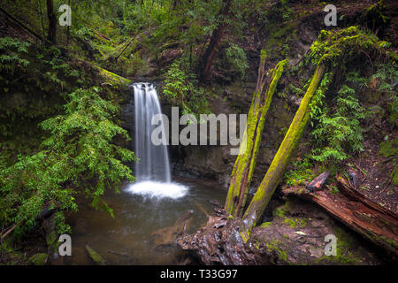 Sempervirens Falls au printemps - Big Basin State Park, Santa Cruz Mountains Banque D'Images