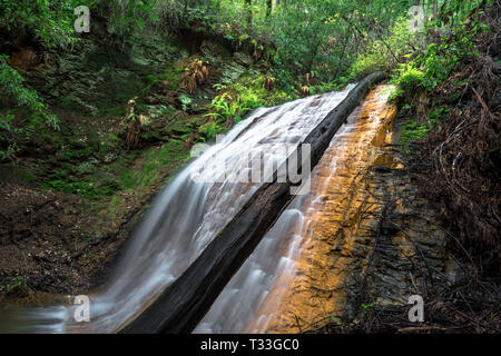 Golden Cascade Falls & forêt luxuriante - Big Basin State Park, Santa Cruz Mountains Banque D'Images