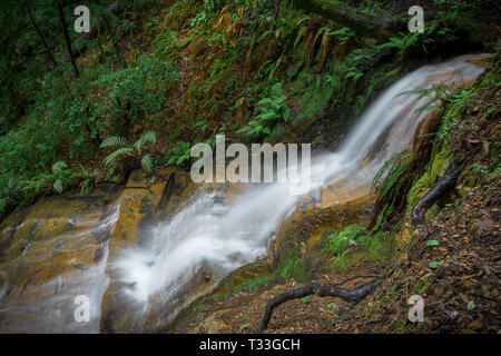 Or inférieur - grande vasque Cascade Falls State Park, Santa Cruz Mountains Banque D'Images