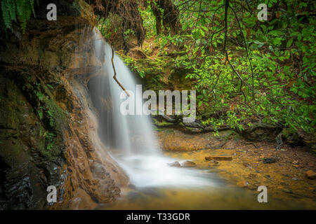 La cascade d'argent - grande vasque State Park, Santa Cruz Mountains, en Californie Banque D'Images