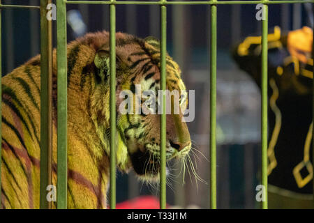 Circus tiger cage métallique en vous regardant Banque D'Images