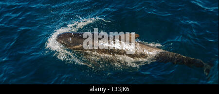 Un groupe d'Long-Finned pilot whales -Globicephala melas- nager dans l'océan Atlantique Sud, près de la Falkland Islands Banque D'Images