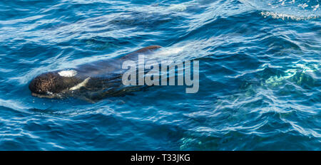 Un groupe d'Long-Finned pilot whales -Globicephala melas- nager dans l'océan Atlantique Sud, près de la Falkland Islands Banque D'Images