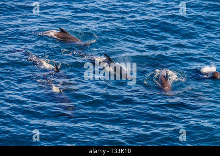 Un groupe d'Long-Finned pilot whales -Globicephala melas- nager dans l'océan Atlantique Sud, près de la Falkland Islands Banque D'Images