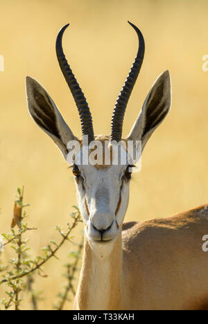 Antidorcas marsupialis Springbok - belle, antelop emblématique de l'Afrique australe de buissons et de plaines, Etosha National Park, Namibie. Banque D'Images