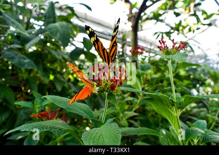 Un délicat papillon monarque repose sur une fleur colorée. Banque D'Images