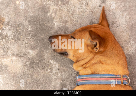 Les chiens sont brun dormir sur le plancher. Banque D'Images