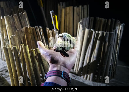 Les œufs de tortues enfouis dans le sable. Les tortues de l'incubateur à l'extérieur. Conservation des espèces de tortues géantes grandes dans les îles Andaman en Inde. Banque D'Images