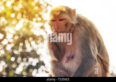 Singe et fleurs. singe femelle mange une fleur jaune dans la forêt indienne Banque D'Images