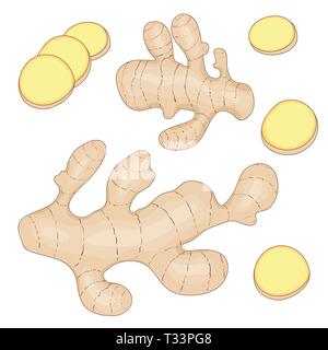 La racine de gingembre. Matières premières fraîches entières et tranchées de racines de gingembre. Vector illustration dessiné à la main. Illustration de Vecteur