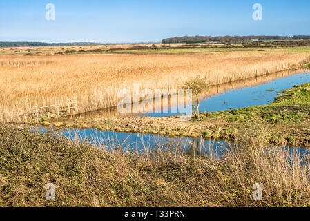 Vues des marais entouré de roseaux de la Norfolk Coast Path Sentier National près de Burnham Overy Staithe, East Anglia, Angleterre, Royaume-Uni. Banque D'Images