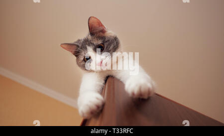 Low angle view of playful chaton couché sur la penderie, Close up Banque D'Images