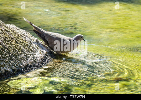 Colombe à col eurasien, Streptopelia decaocto oiseau eau potable à la piscine, oiseaux urbains Banque D'Images