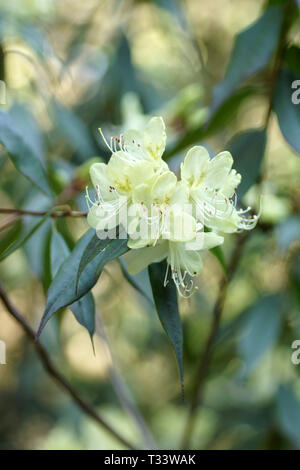 Rhododendron lutescens Banque D'Images