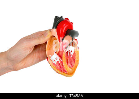 Modèle montrant la main coeur humain isolé sur fond blanc Banque D'Images