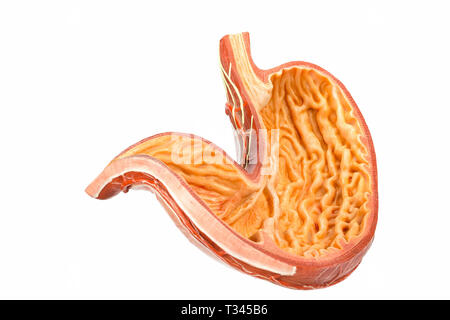 L'intérieur du modèle d'estomac humain isolé sur fond blanc Banque D'Images
