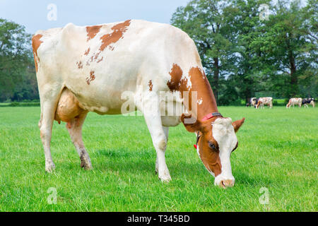 Un lait de vache mange de l'herbe en pâturage vert Banque D'Images
