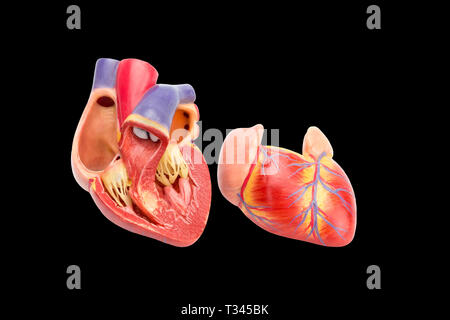 Cœur de l'homme ouvert à l'intérieur montrant modèle isolé sur fond noir Banque D'Images