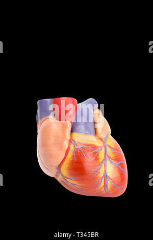 Modèle en plastique du coeur humain isolé sur fond noir Banque D'Images