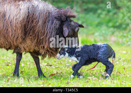 Mère lécher moutons agneau noir nouvellement né avec cordon ombilical Banque D'Images