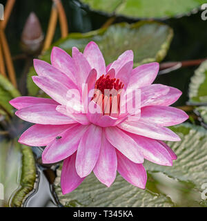 Nénuphar rose qui fleurit avec un peu de voler assis sur un pétale Banque D'Images