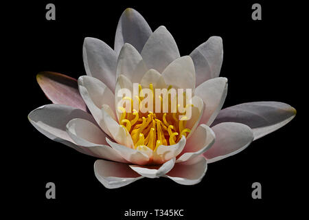 Fleur blanche d'un nénuphar fond sombre Banque D'Images