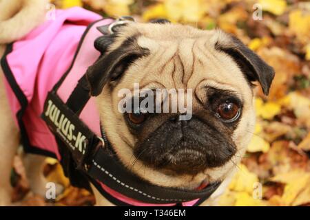 Peu de femmes posant en pug dog manteau rose à motif de feuilles d'automne Banque D'Images