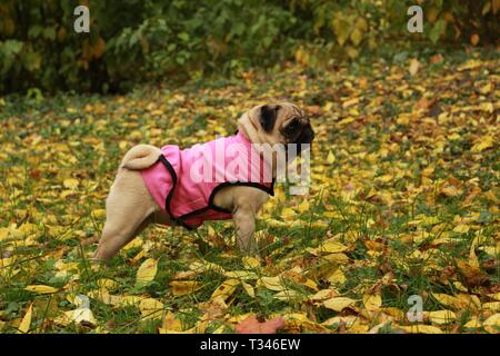 Peu de femmes posant en pug dog manteau rose à motif de feuilles d'automne Banque D'Images