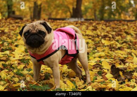 Peu de femmes posant en pug dog manteau rose à motif de feuilles d'automne Banque D'Images