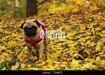 Peu de femmes posant en pug dog manteau rose à motif de feuilles d'automne Banque D'Images