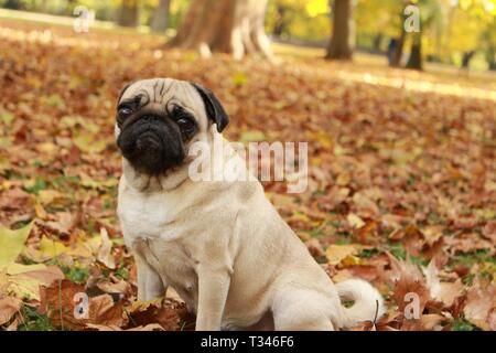 Petit pug femelle jouant dans les feuilles d'automne Banque D'Images