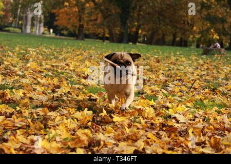 Petit pug femelle jouant dans les feuilles d'automne Banque D'Images