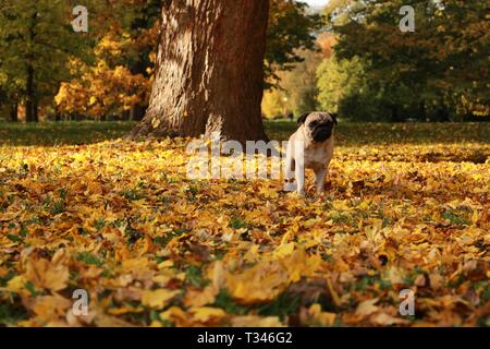 Petit pug femelle jouant dans les feuilles d'automne Banque D'Images