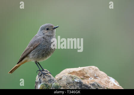 Rougequeue noir (Phoenicurus ochruros), perché sur un rocher, Catalogne, Espagne Banque D'Images