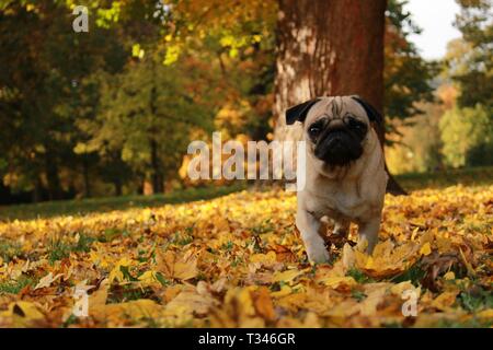 Petit pug femelle jouant dans les feuilles d'automne Banque D'Images