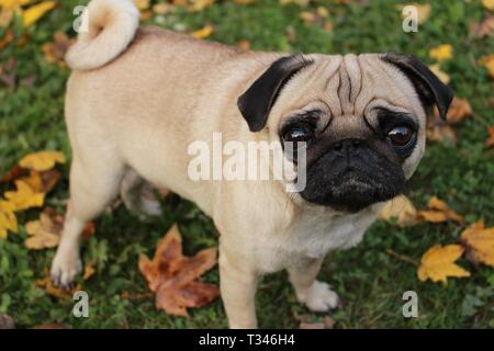 Petit pug femelle jouant dans les feuilles d'automne Banque D'Images