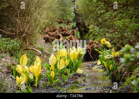 Lysichiton americanus, Grand Bog Arum ou skunk choux Banque D'Images