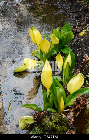 Lysichiton americanus, Grand Bog Arum ou skunk choux Banque D'Images