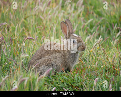 Un lapin camouflé dans l'herbage dans Skomer Island au large de la côte du Pembrokeshire, dans le sud-ouest du pays de Galles, Royaume-Uni. Banque D'Images