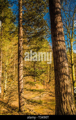 Grain dans les bois Angleterre Ray Boswell Banque D'Images