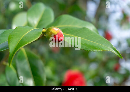 Close-up d'un Camellia japonica Camélia) avec de l'eau tombe sur un matin tôt en avril. Floraison rouge Camélia commum au printemps. Banque D'Images