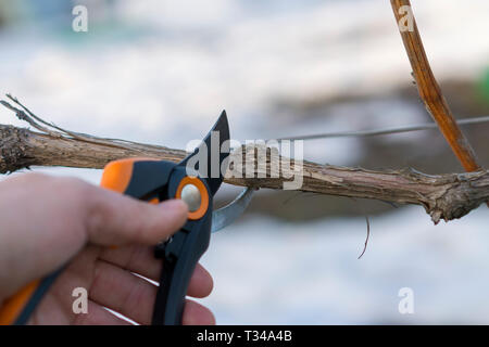 L'arbre de fraisage avec un cutter. L'élagage de printemps d'arbres fruitiers. réductions sécateur Direction générale de raisin. Banque D'Images