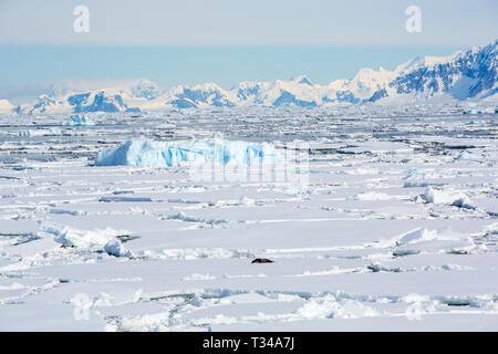 Phoque de Weddell, Leptonychotes weddellii sur la glace de mer près de Crystal Sound et l'îles sur Bisoce ils façon de paroisses du cercle polaire, l'Antarctique avec col Banque D'Images