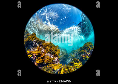 Une large perspective fisheye circulaire d'une forêt d'algues Californie classique montrant l'auvent, eau bleue et structure. Banque D'Images