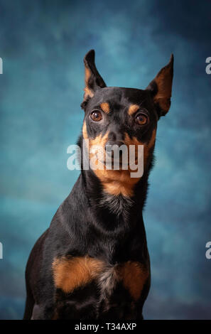 Pinscher allemand nain regarder fidèlement. Beau portrait sur fond bleu. Banque D'Images