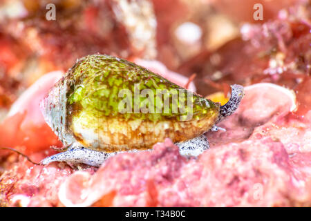 Un super macro image d'un petit cône vert escargot montre son museau et l'œil comme il fait son chemin à travers un récif. Banque D'Images