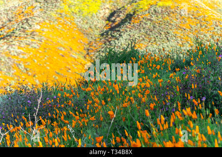 En fleurs coquelicots dynamique sur une colline à Lake Elsinore de rebondir vers la douce brise au cours d'une journée lumineuse. Banque D'Images